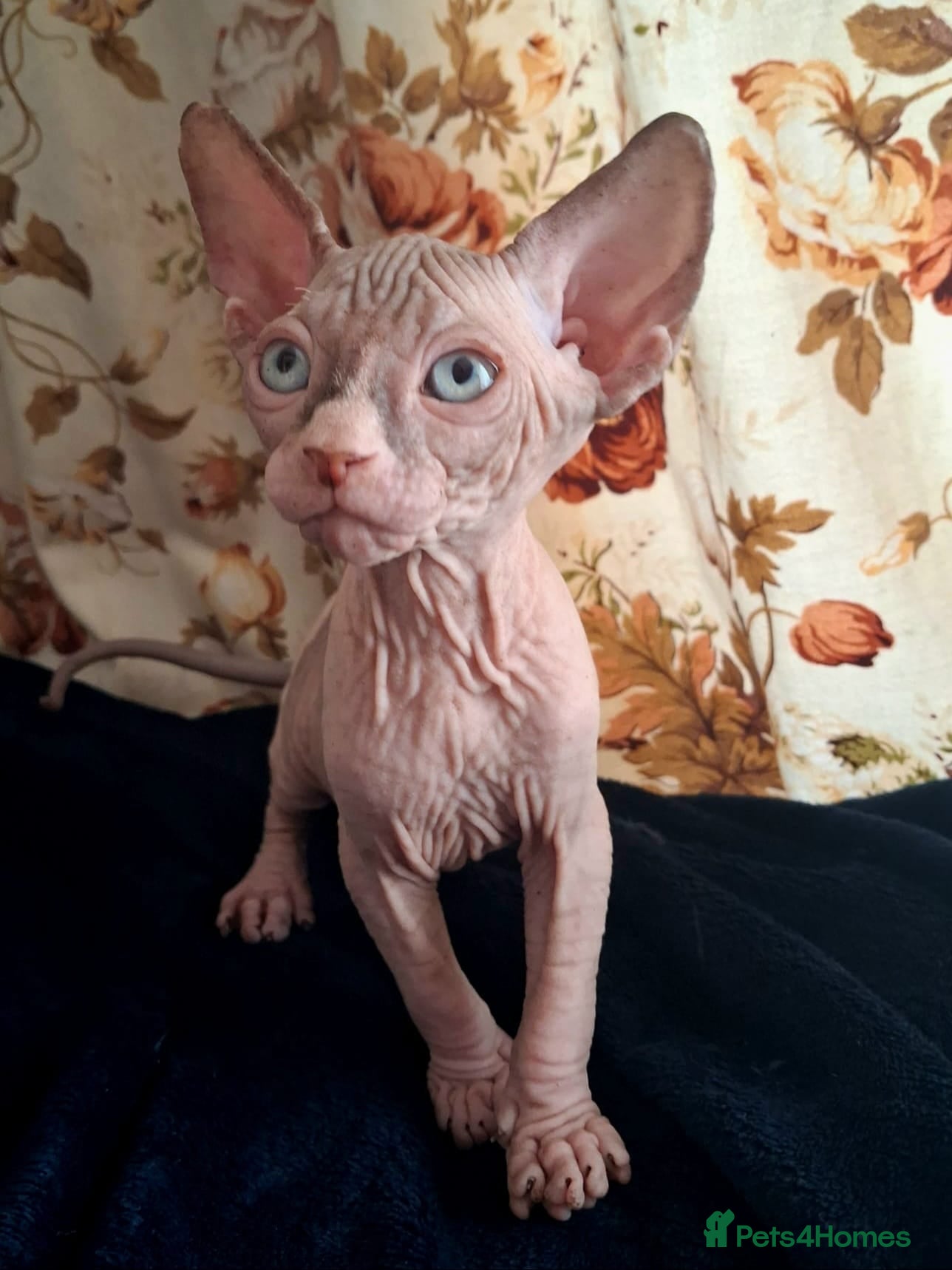 Sphynx cats Sphynx Kittens - Advert 8