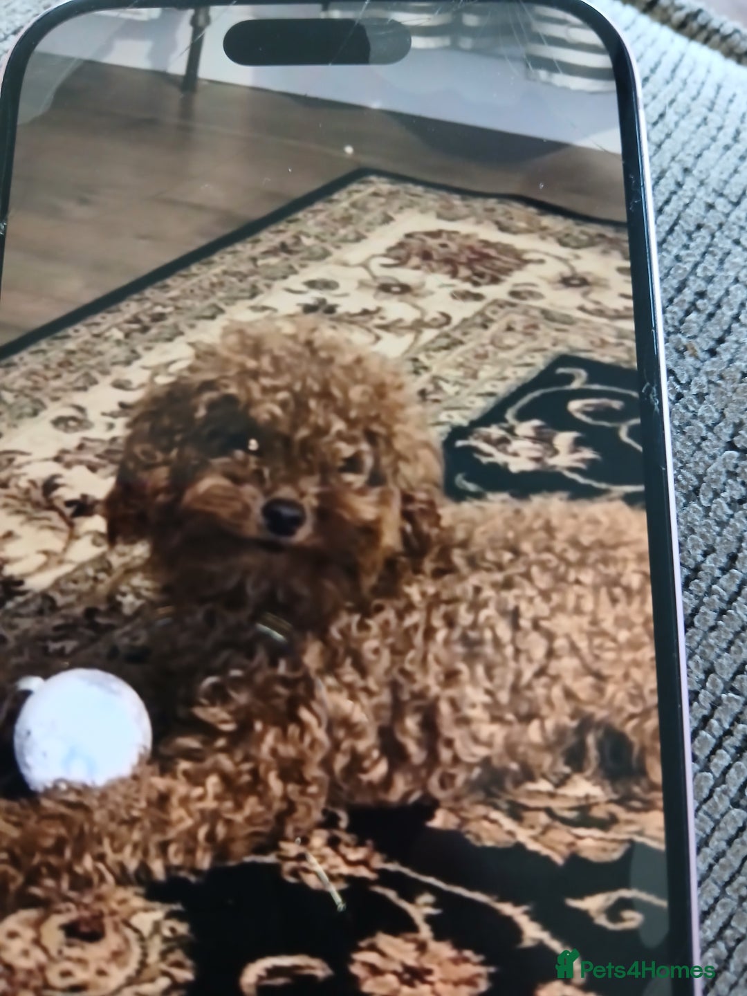 Cockapoo dogs for sale: My small cockpapoo - Image 21
