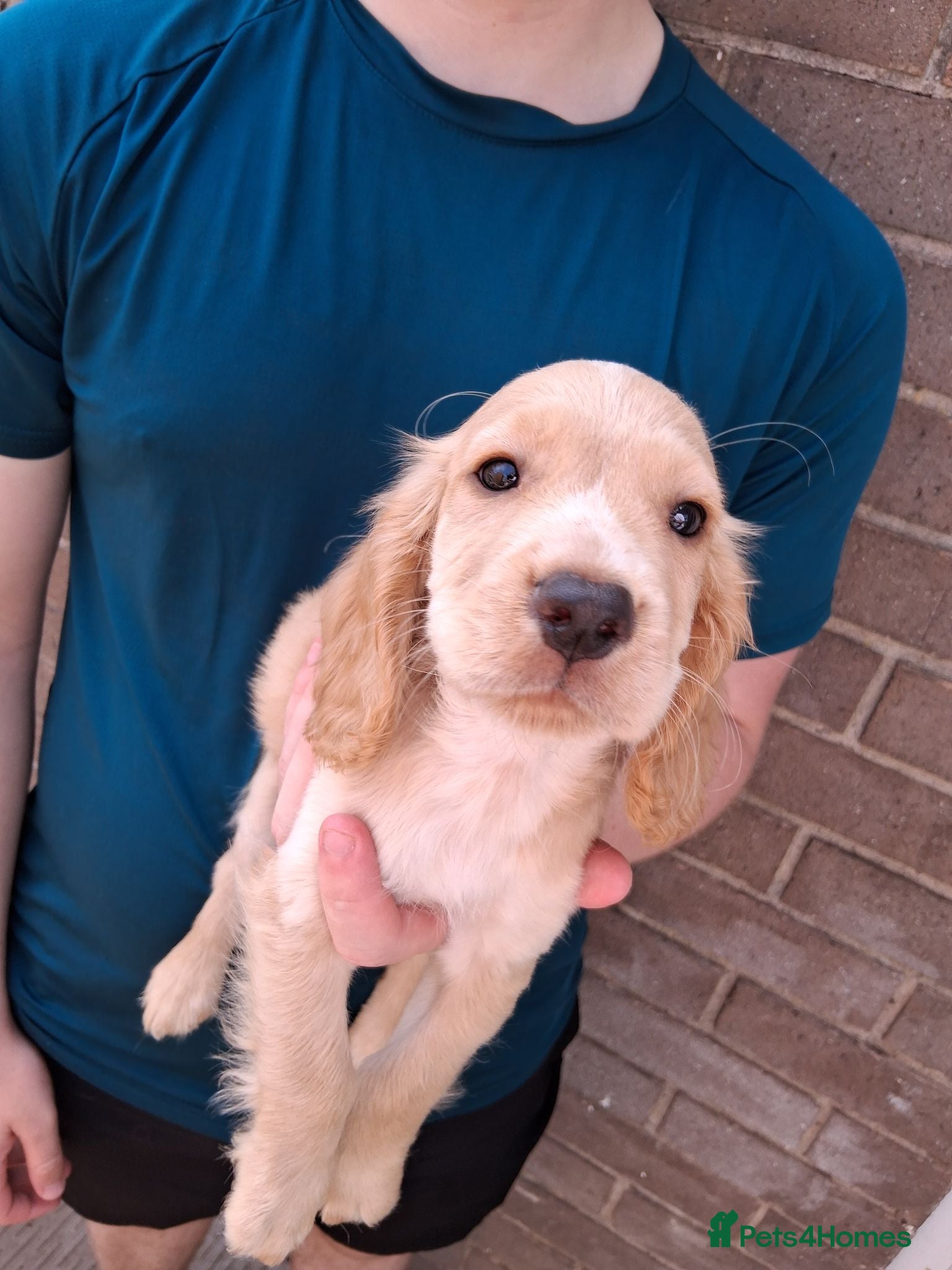 Cocker Spaniel dogs working cocker spaniels ready to leave - Advert 2