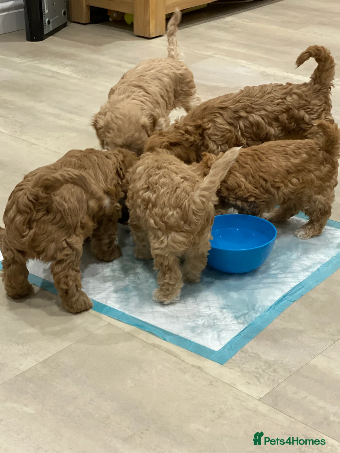 Miniature Poodle dogs for stud: Stud, PRA, red miniature poodle Kent, Surrey in Tonbridge - Advert 8