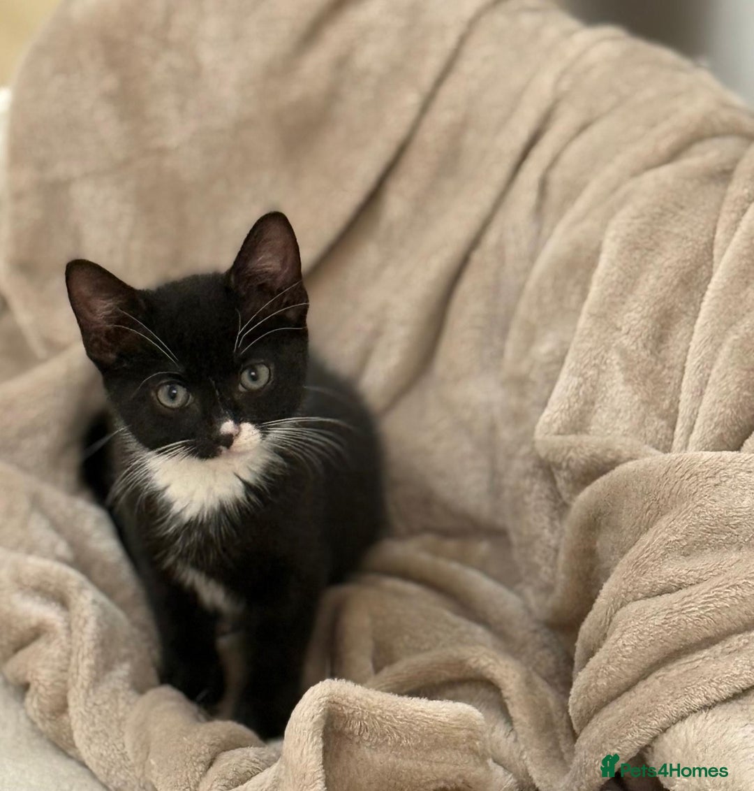 Domestic Shorthair cats for sale: 1 boy black & white available - Advert 11