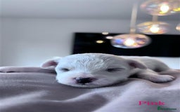 Bichon Frise dogs for sale: Bichon Frise - Image 11