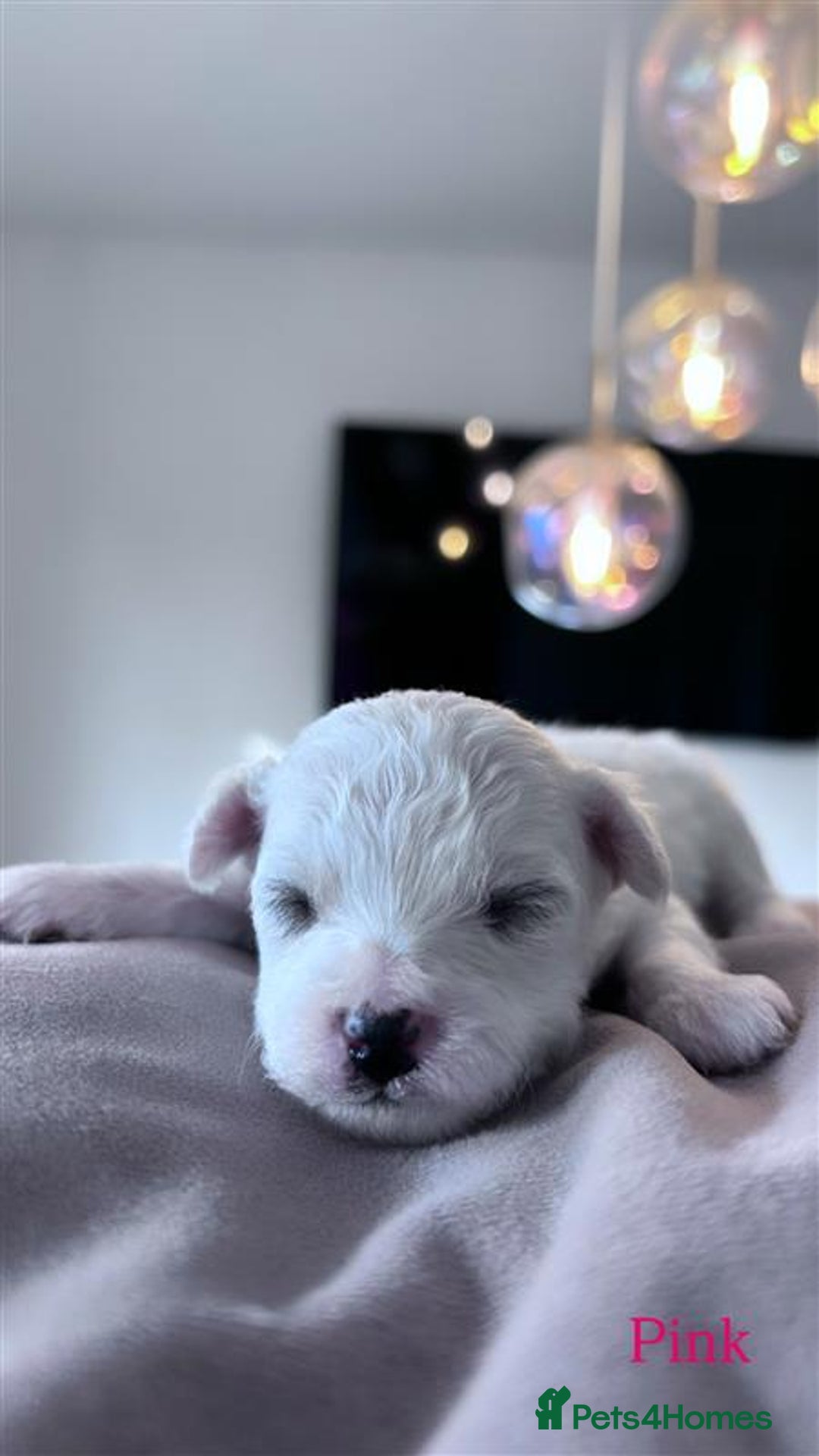 Bichon Frise dogs for sale: Bichon Frise - Image 11