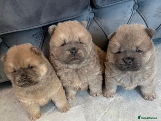 Chow Chow dogs CHOW CHOW PUPPIES - Advert 2