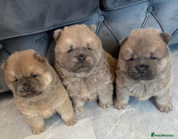 Chow Chow dogs CHOW CHOW PUPPIES - Advert 1