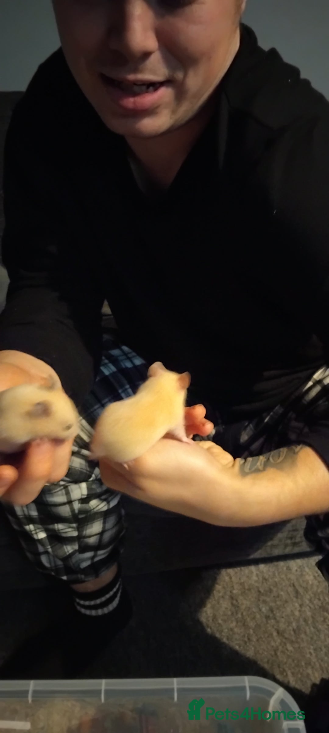 Hamster rodents for sale: Hamsters for Sale - Advert 2