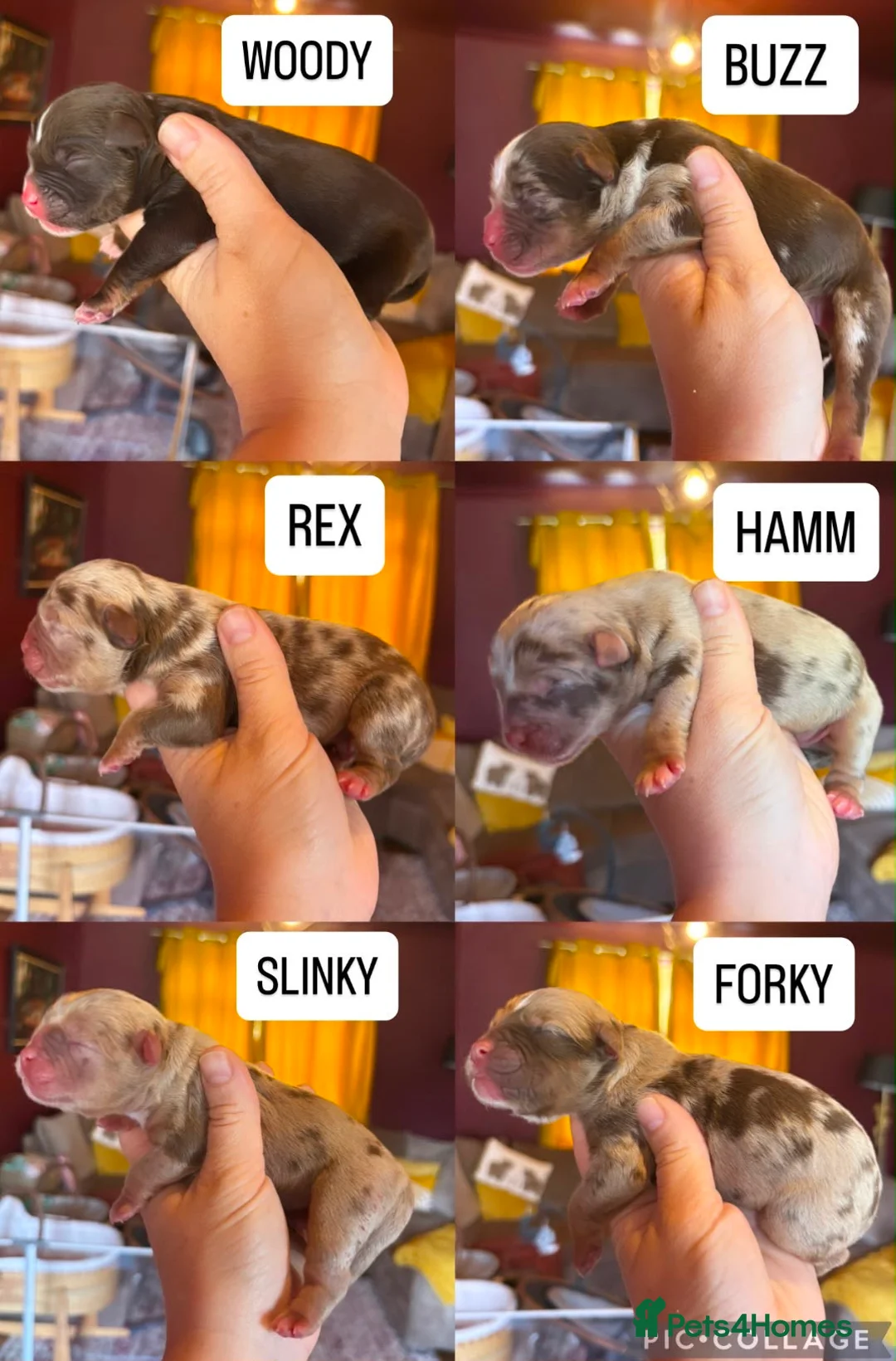 Olde English Bulldogge dogs for sale: OUTSTANDING FLUFFY OLDE ENGLISH BULLDOG PUPPIES - Advert 5
