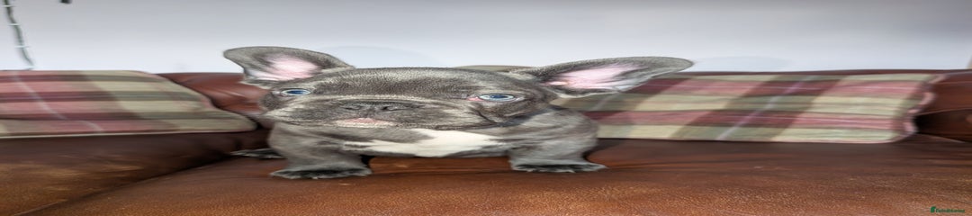 French Bulldog Puppy 1