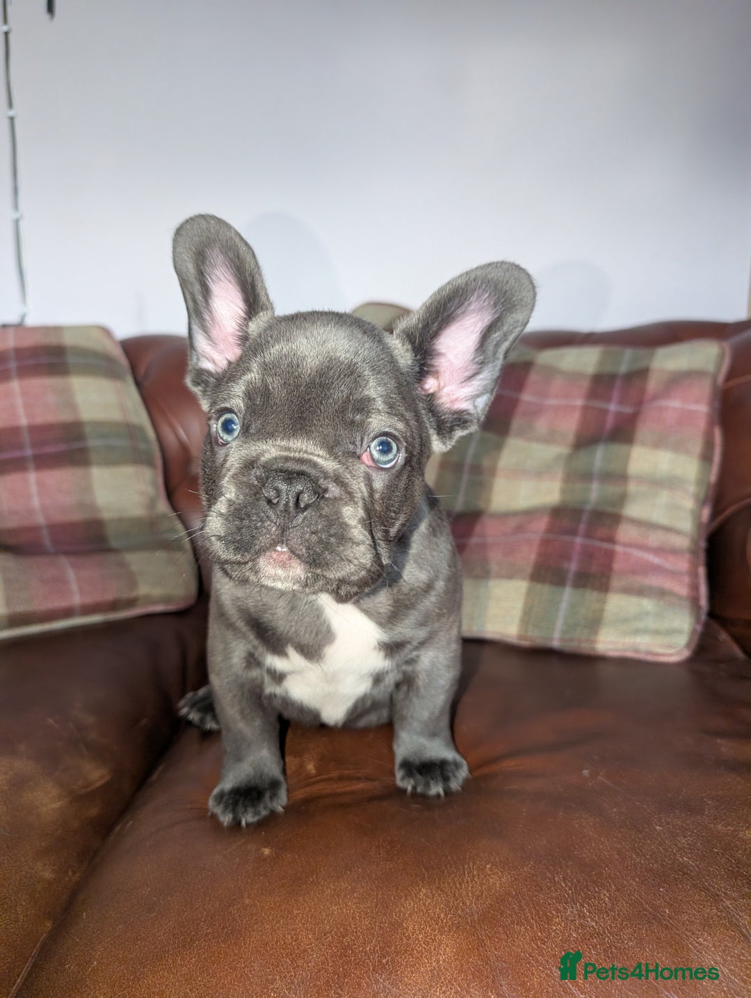French Bulldog dogs for sale: French bulldog pups - Advert 5