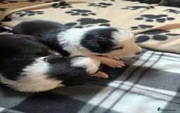 Border Collie dogs for sale: Border Collie Puppies - Image 24
