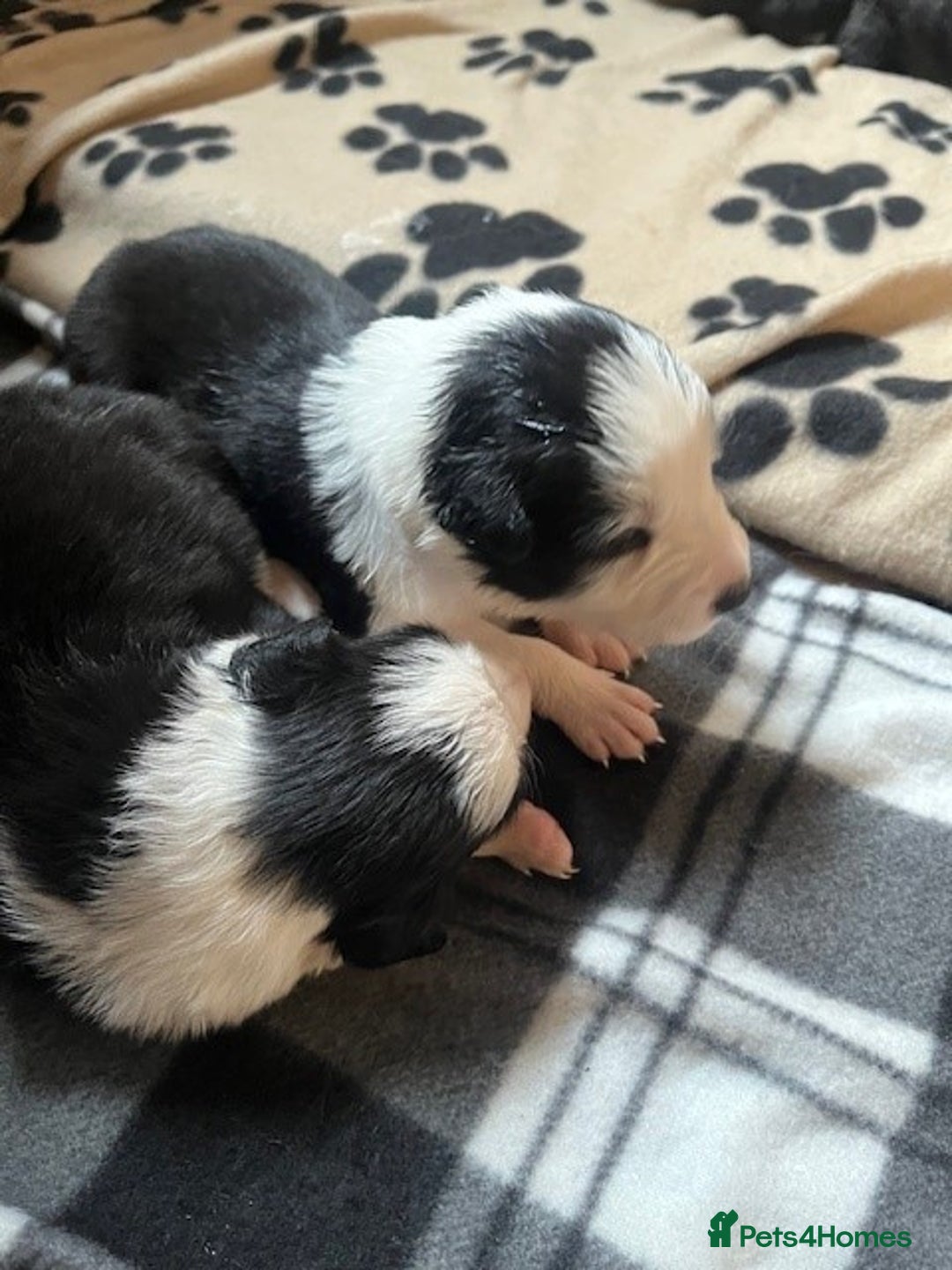 Border Collie dogs for sale: Border Collie Puppies - Image 24