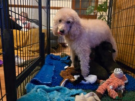 Mixed Breed dogs Italianpoos - Advert 4