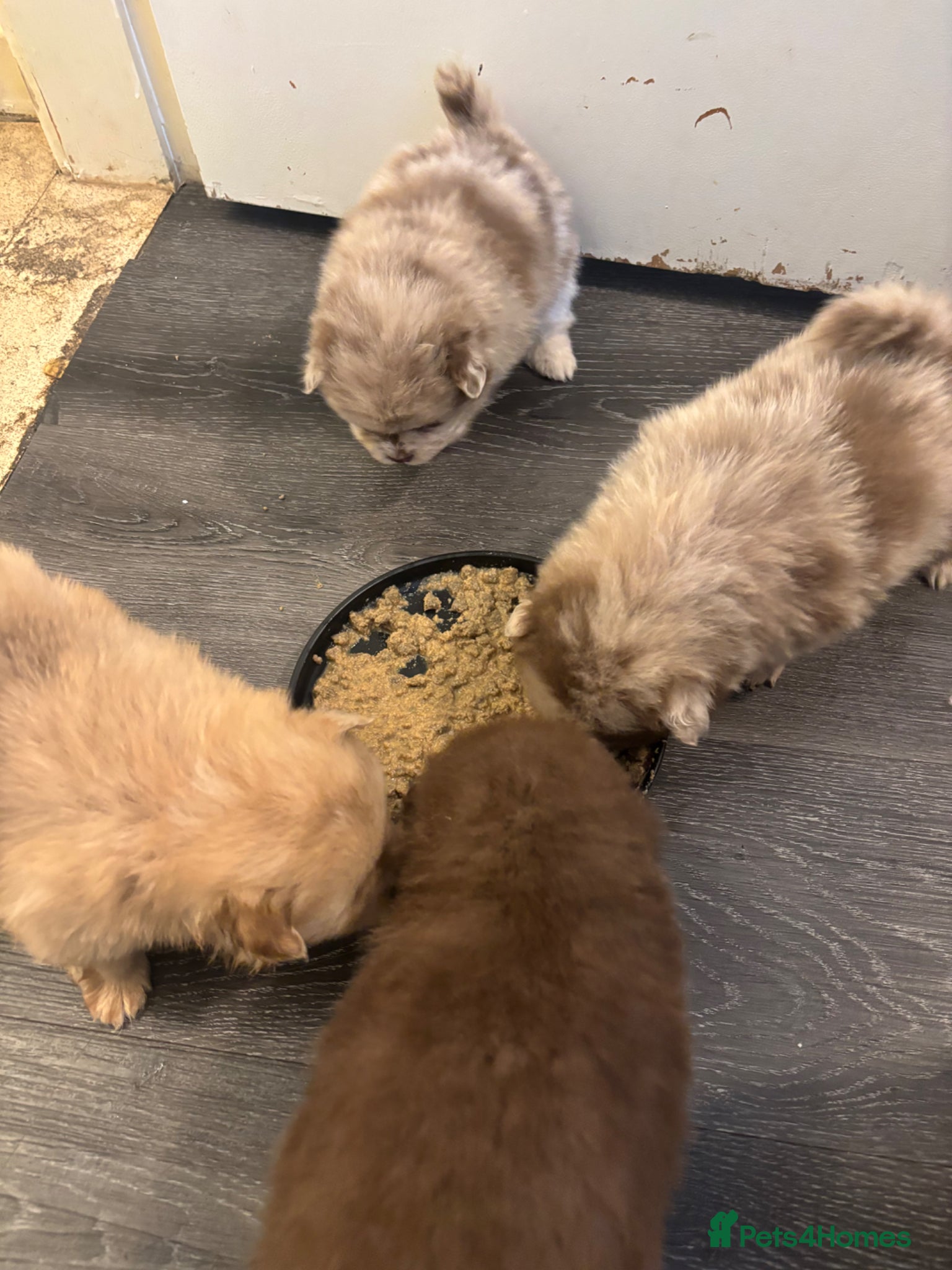 Pomeranian dogs Puppy’s ready in 3 weeks  - Advert 4