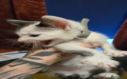 Mixed Breed cats for sale: Black / Tabby and White kittens - Image 4