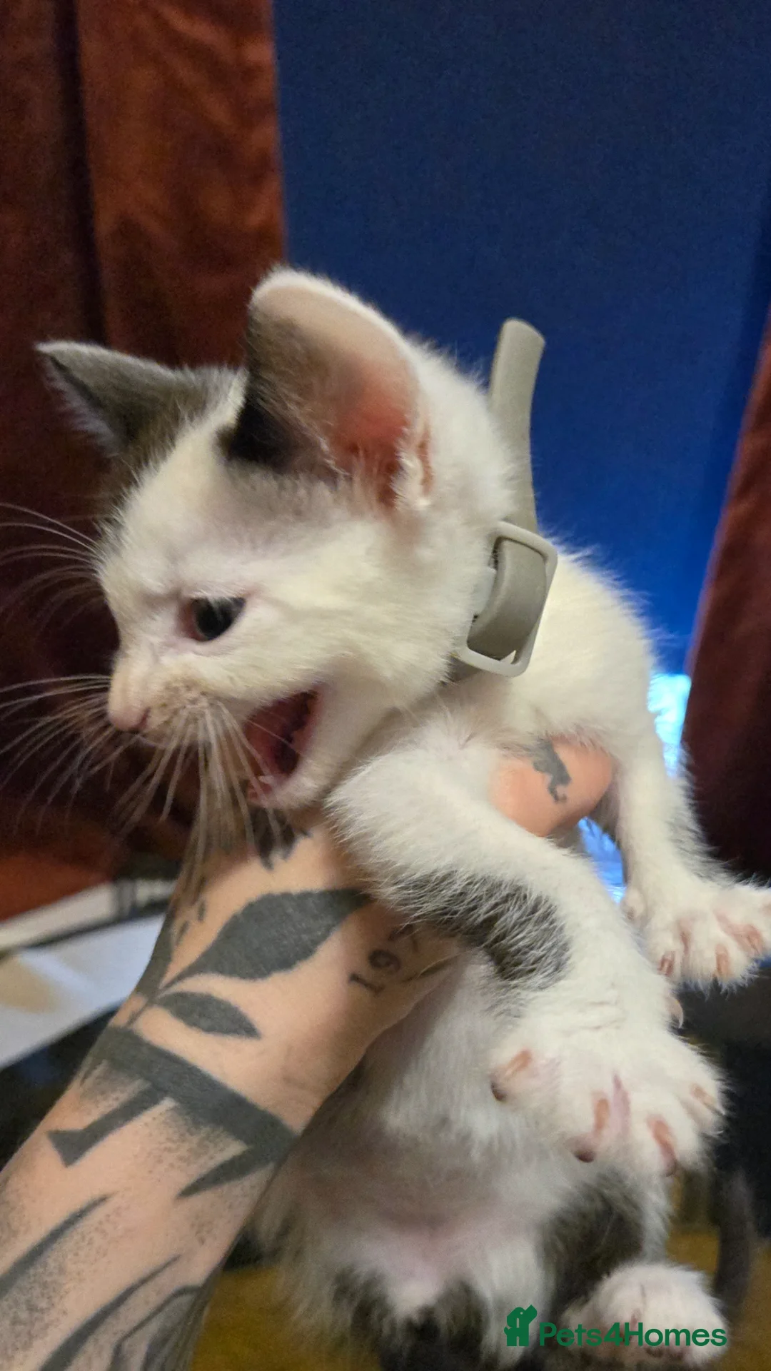 Mixed Breed cats for sale: Black / Tabby and White kittens - Image 4