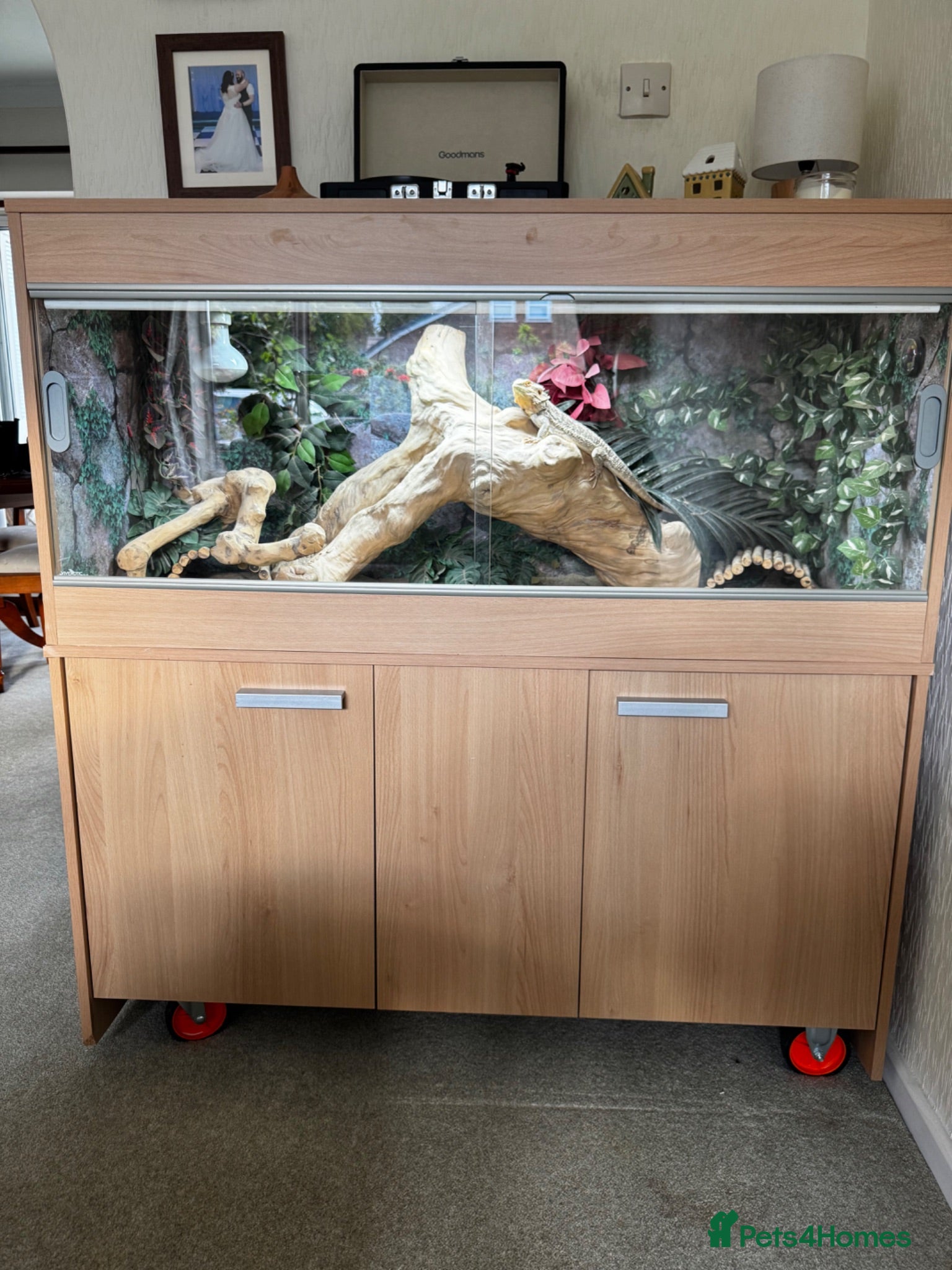 Bearded Dragon reptiles Bearded Dragon & Vivarium - Advert 9