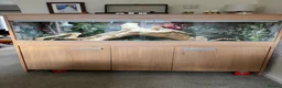 Bearded Dragon reptiles for sale: Bearded Dragon & Vivarium - Advert 1