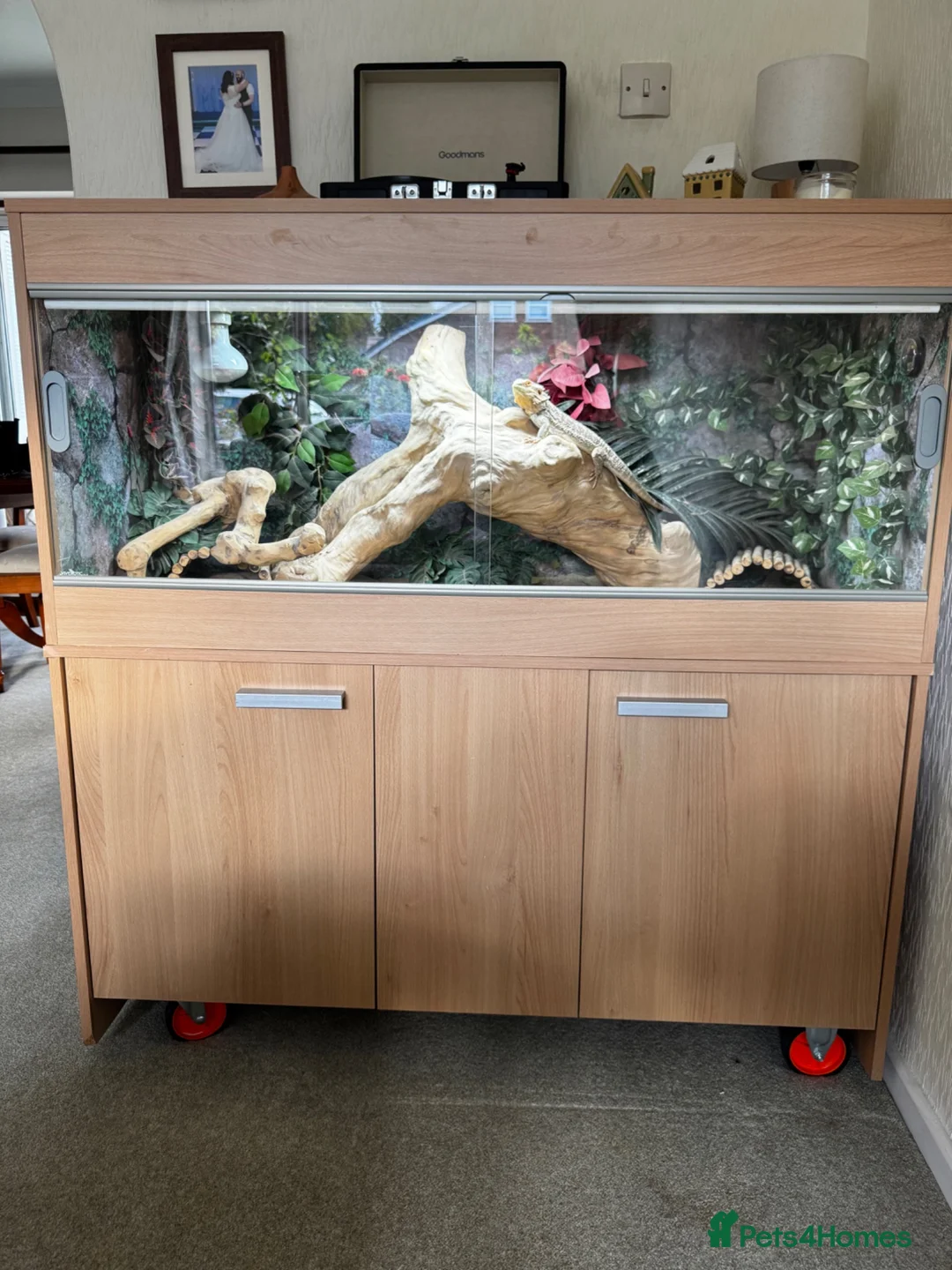 Bearded Dragon reptiles for sale: Bearded Dragon & Vivarium - Advert 1