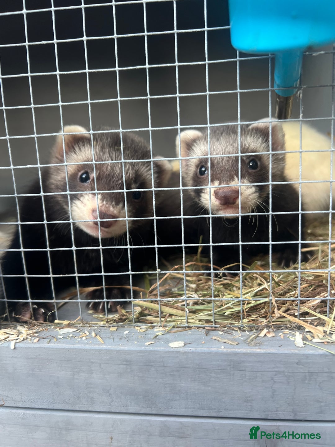 Ferret rodents for sale: Ferrets  - Image 2