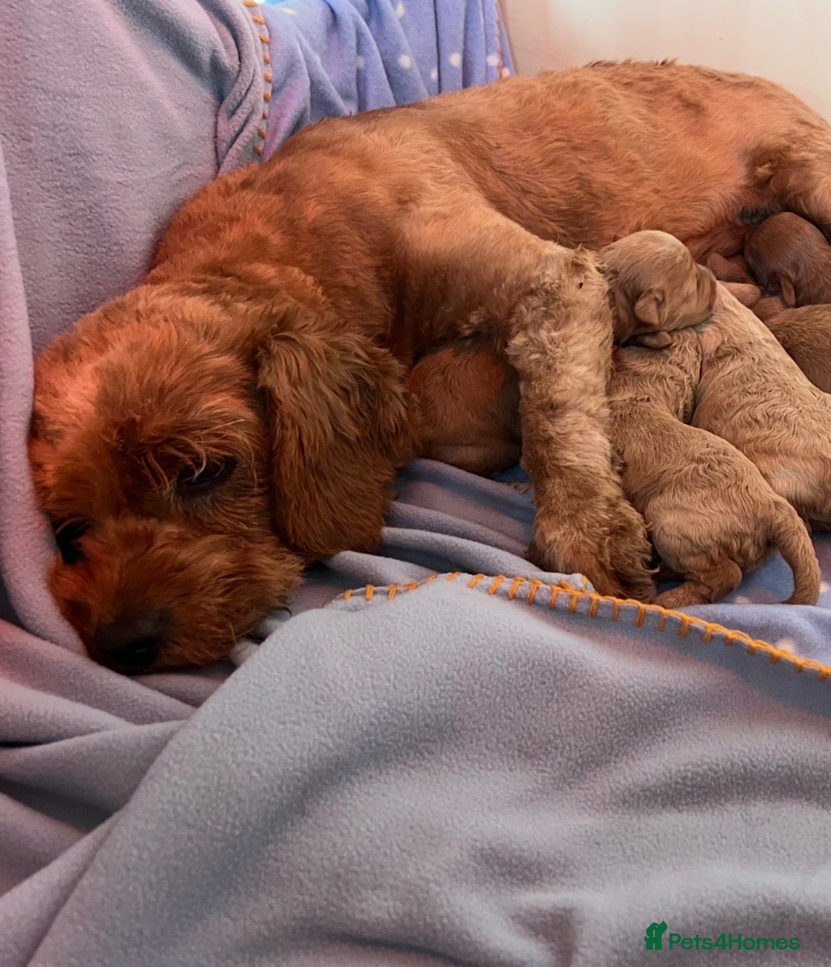 Cavapoo dogs FULLY HEALTH TESTED F1B RED AND GOLD CAVAPOOS - Advert 1