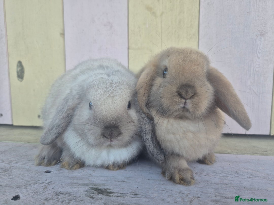 Mini Lop rabbits for sale: 💙 Beautiful and friendly mini lop boys 💙 - Advert 11