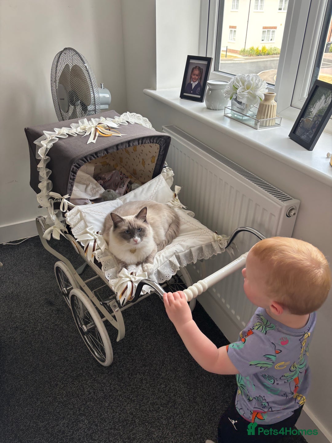 Ragdoll cats for sale: Female ragdoll  - Image 3