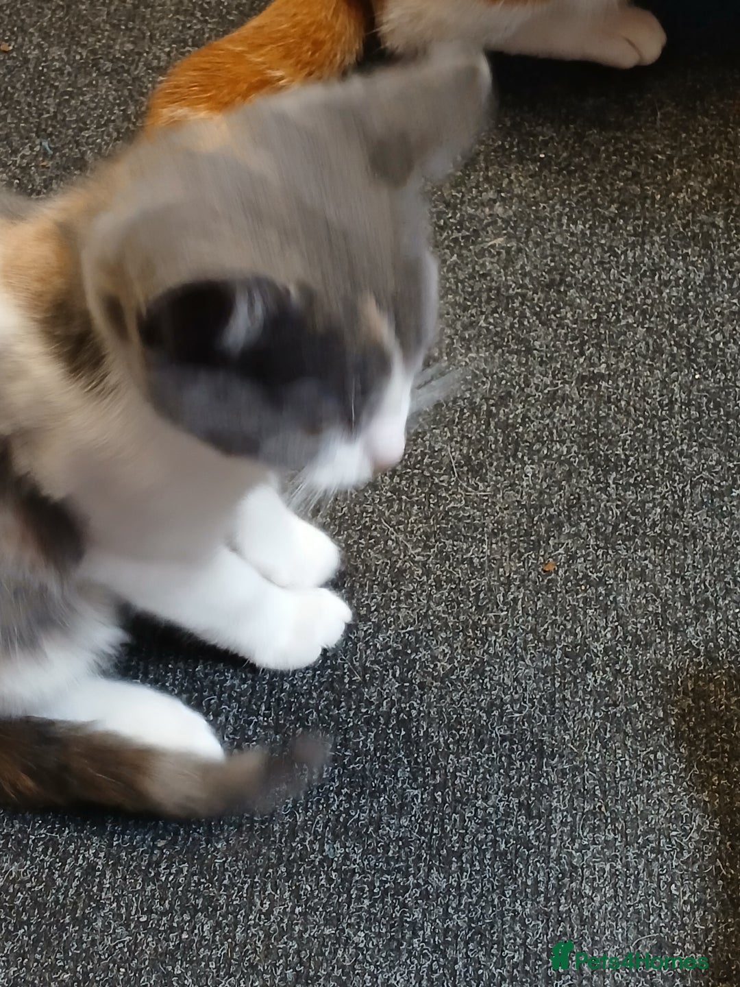 Mixed Breed cats for sale: 2 beautiful female lovely kittens and playfull - Image 16
