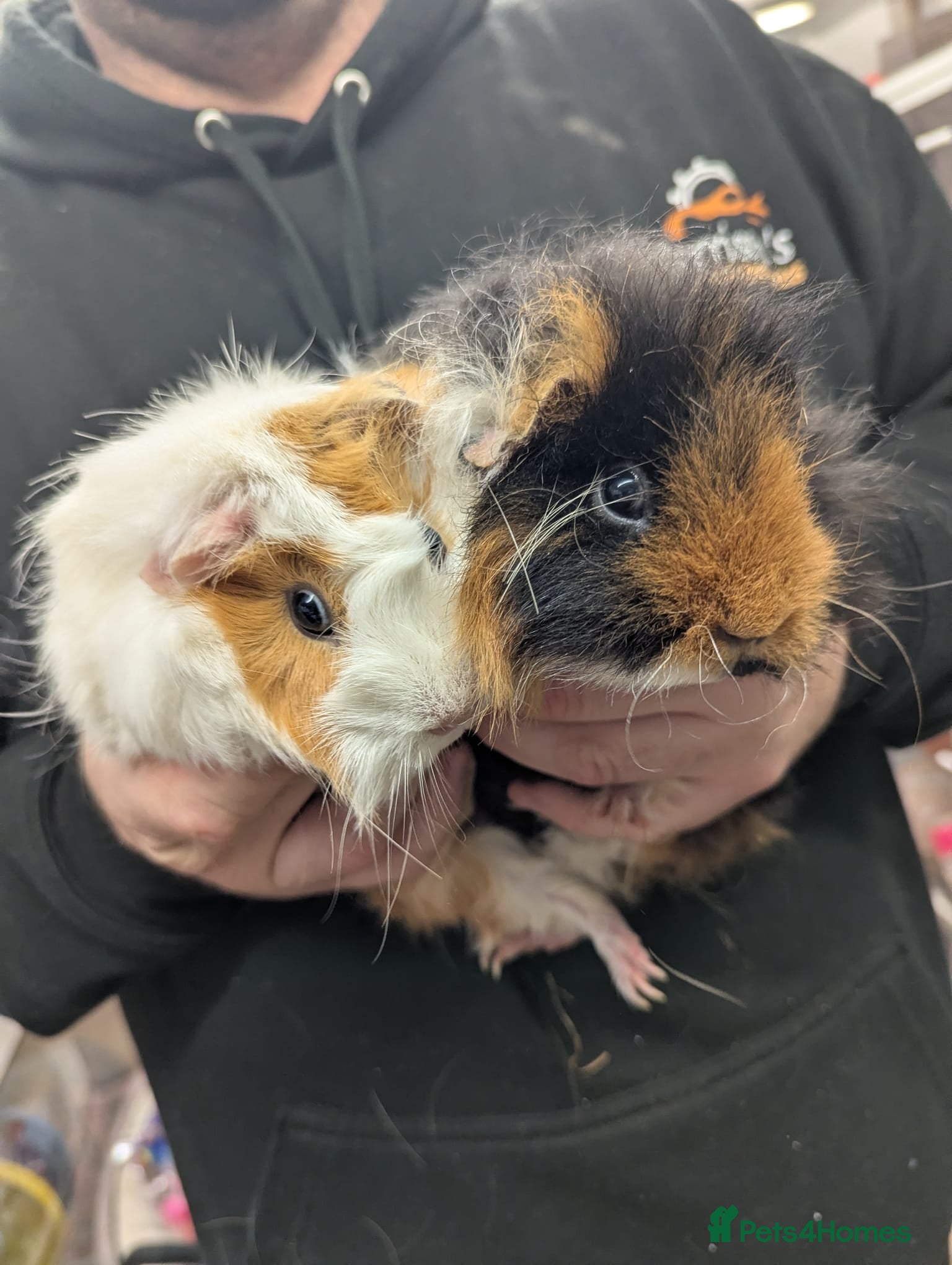 Guinea Pig rodents F Guinea pigs-price is for both! Abyssinian&Texal - Advert 6