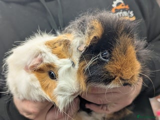 Guinea Pig rodents F Guinea pigs-price is for both! Abyssinian&Texal - Advert 1