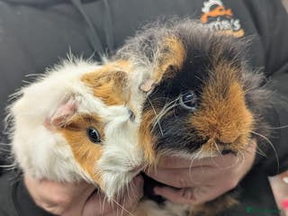 Guinea Pig rodents F Guinea pigs-price is for both! Abyssinian&Texal - Advert 5