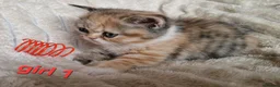Exotic cats for sale: 4 beautiful exotic x kittens - Advert 19