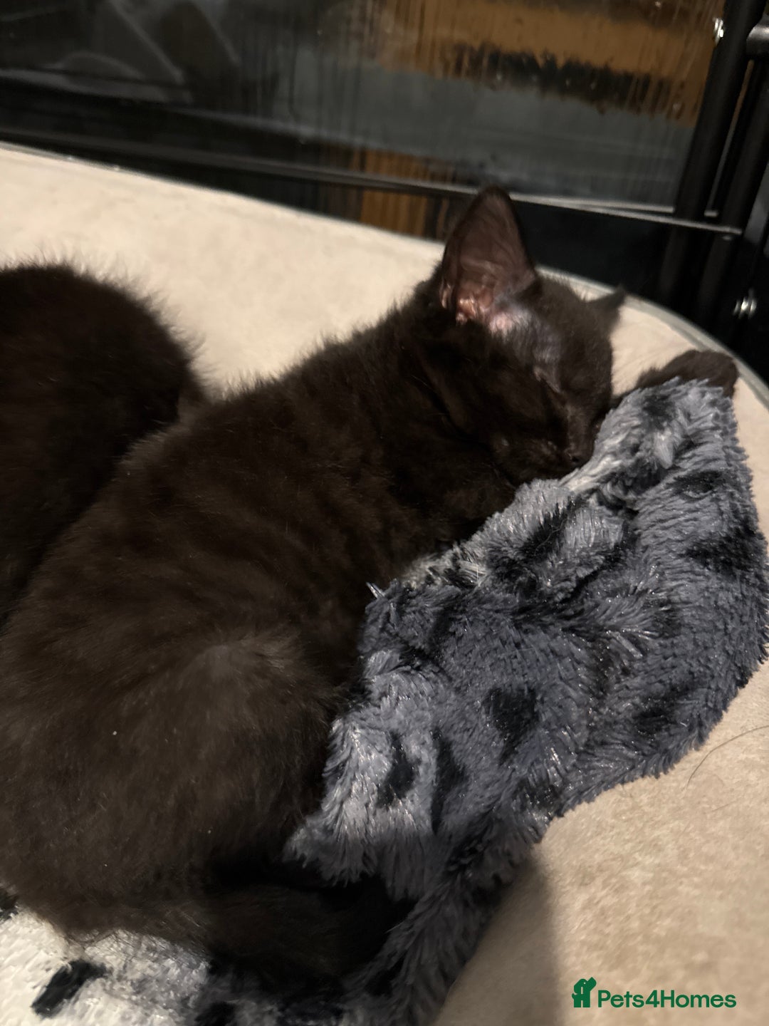 Bombay cats for sale: 3 black Bombay kittens female - Advert 7