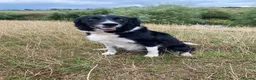 Border Collie dogs for sale: Working Border Collie puppies - Advert 5