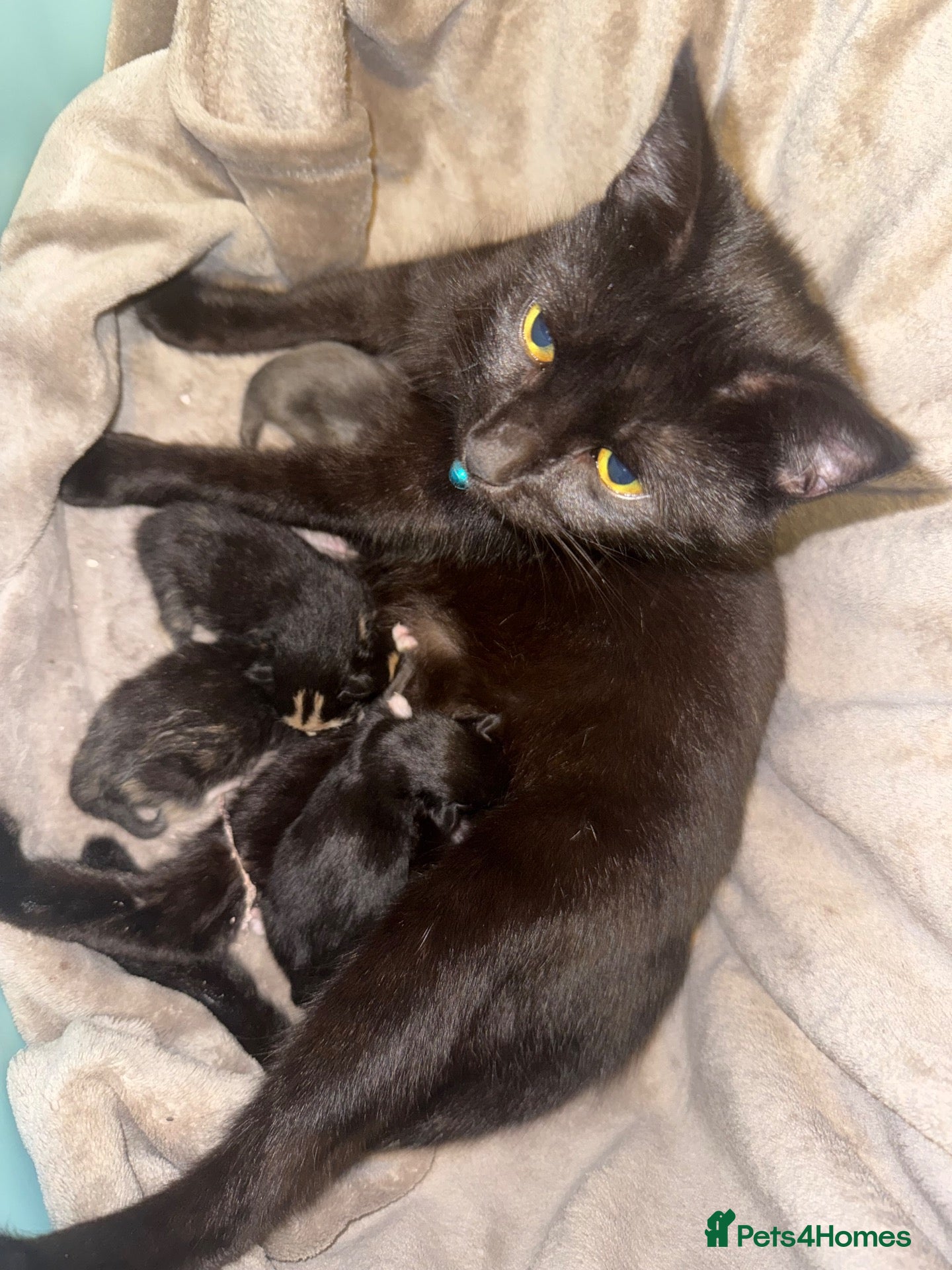 Mixed Breed cats Male Kitten For Sale - Advert 1