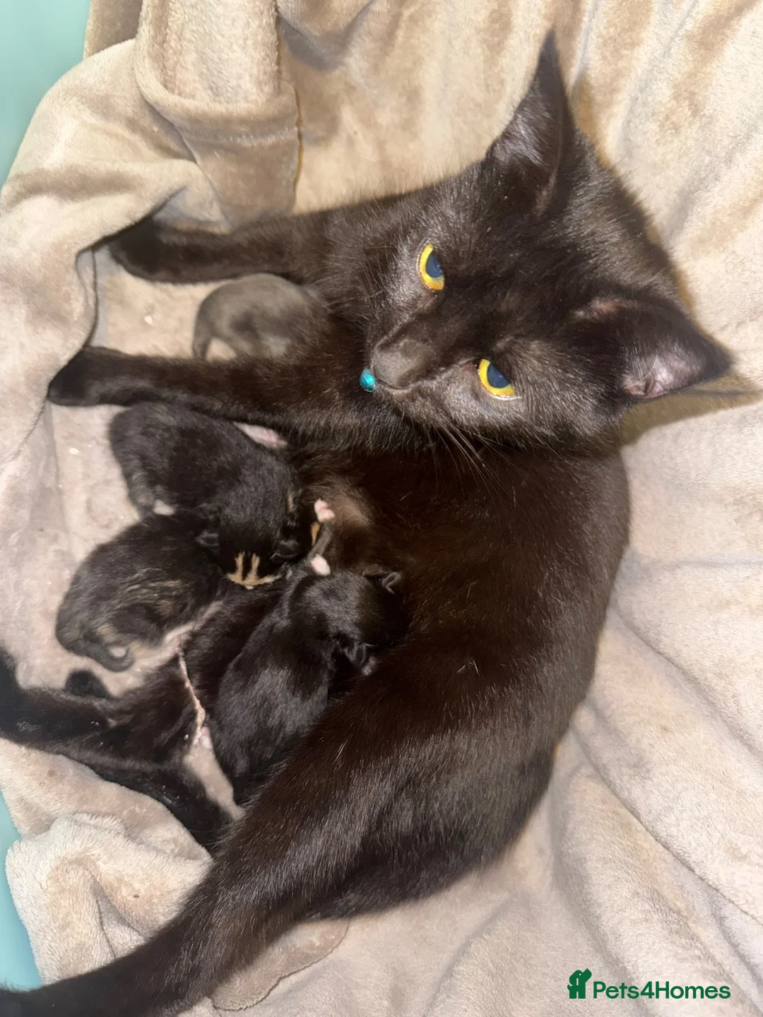 Mixed Breed cats for sale: Male Kitten For Sale - Advert 1