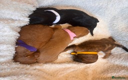 Irish Doodle dogs for sale: 🐾 F1 Beautiful Miniature Irish Doodle Puppies 🐾  - Image 15