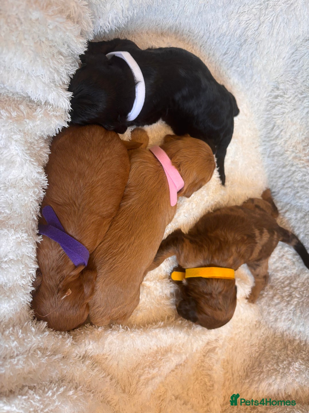 Irish Doodle dogs for sale: 🐾 F1 Beautiful Miniature Irish Doodle Puppies 🐾  - Image 15