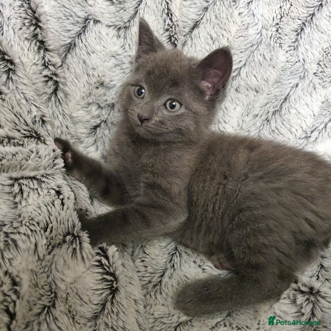 Russian Blue cats for sale: Cute kitten boy - Advert 5