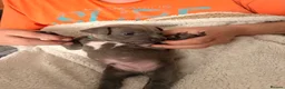 Staffordshire Bull Terrier dogs for sale: 1 left!! KC Blue Staffordshire Bull Terriers - Advert 8