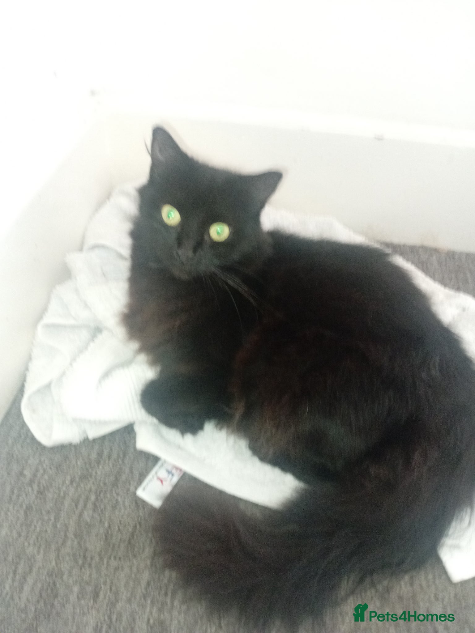 Persian cats 9 Persian Kittens 3 blues and 6 black/black&Whites - Advert 1