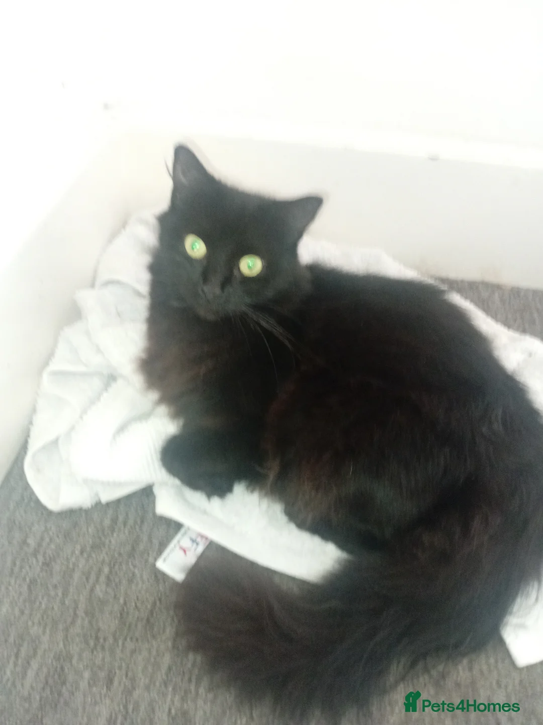 Persian cats for sale: 9 Persian Kittens 3 blues and 6 black/black&Whites - Advert 1