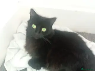 Persian cats 9 Persian Kittens 3 blues and 6 black/black&Whites - Advert 1