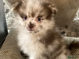 Pomeranian dogs Stunning litter of 6 Pomeranian Pups - Advert 18