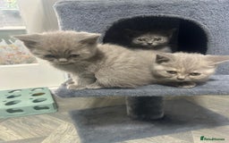 British Shorthair cats for sale: Beautiful cuddly, British short hair kittens  - Image 24