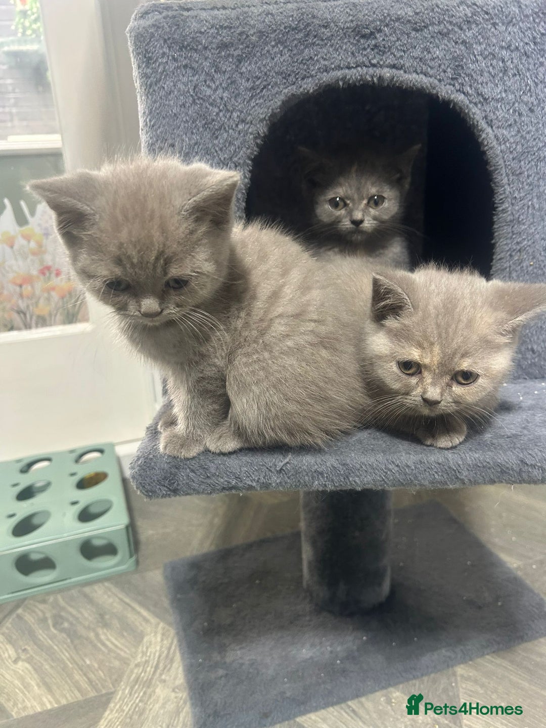 British Shorthair cats for sale: Beautiful cuddly, British short hair kittens  - Image 24