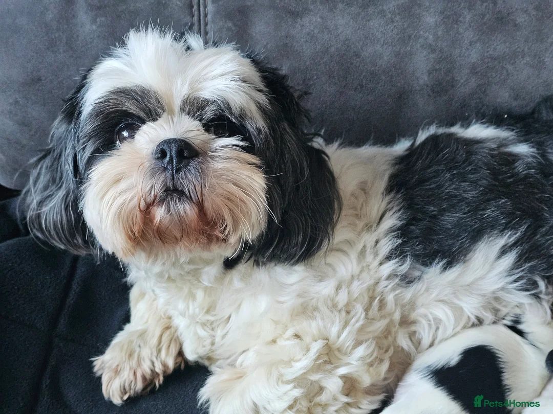 Lhasa Apso dogs for sale: Lhasa apso puppies fully KC REGISTERED  - Advert 6