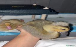 Ducks poultry for sale: 2 runner ducklings for sale - Image 3