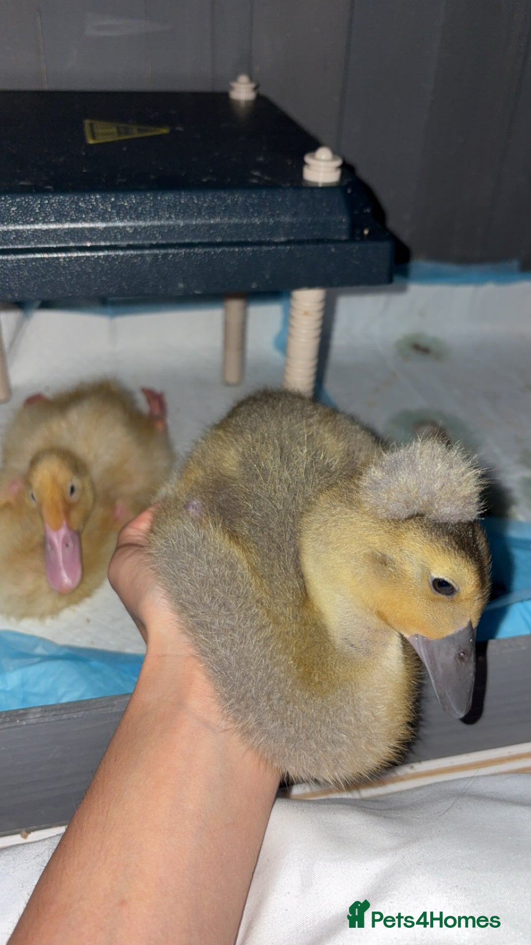 Ducks poultry for sale: 2 runner ducklings for sale - Image 3