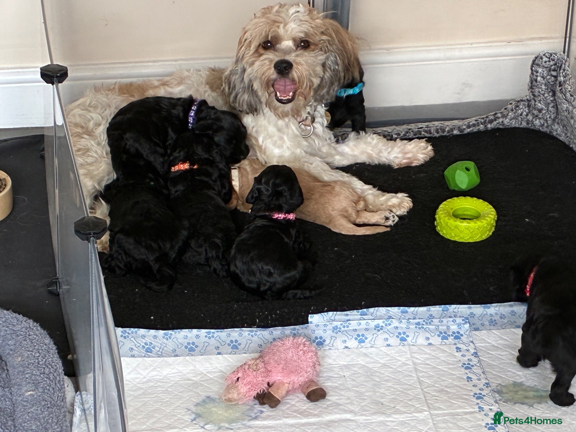 Mixed Breed dogs Cocker Spaniel hybrid puppies  - Advert 1