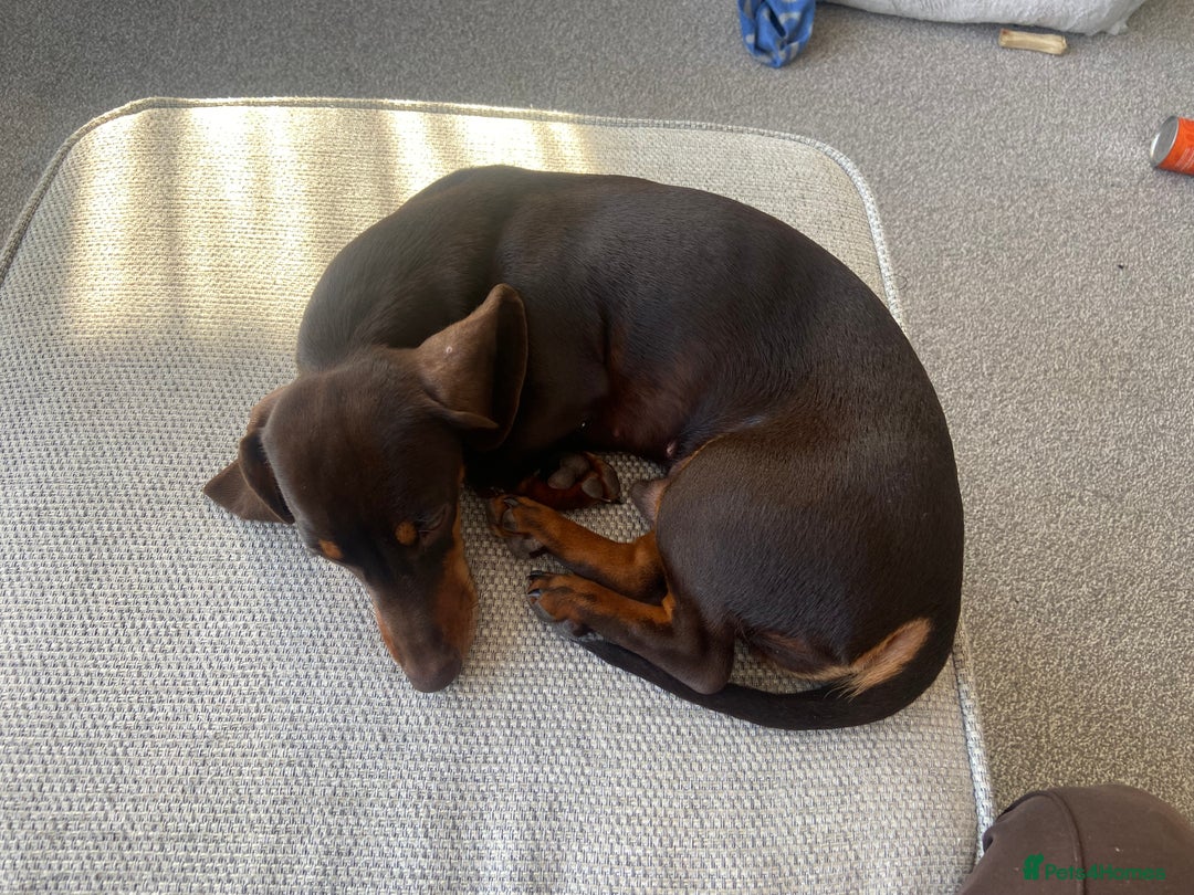 Miniature Dachshund dogs for sale: Mini daschund boy, 6 months, so lovely! - Advert 3